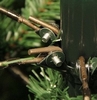 Сосна искусственная Black Box Trees Edelman Millington, 1,85 м (8718861279559) - Фото №3