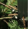 Сосна искусственная Black Box Trees Edelman Medford, 1,85 м (8718861279870) - Фото №4