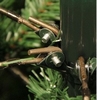 Сосна искусственная Black Box Trees Edelman Medford, 2,15 м (8718861279887) - Фото №4